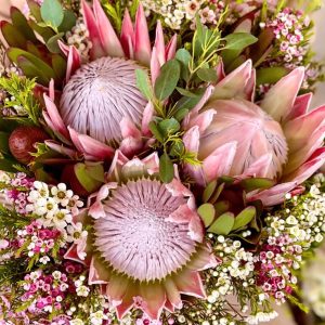 proteas